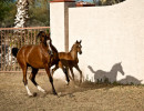 jamina and foal running