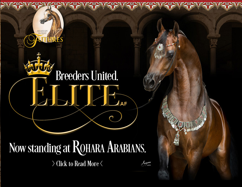 Elite AF: Now Standing at Rohara Arabians